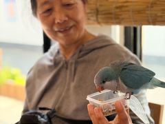 -吉丁鸟咖·异宠·寄养