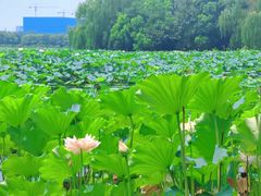 -荷塘月色湿地公园·向阳花洲