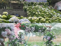 -天适樱花悠乐园