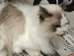 -FAELING PETS美天灵宠物(富力广场店)