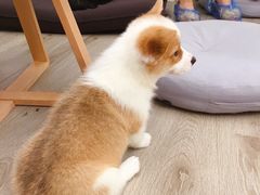 -浣熊柯尔鸭土拨鼠·电玩咖
