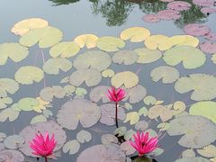 -国家植物园南园