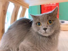 -飞行喵MR PILOT|猫舍·猫咖(静安大融城店)