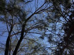 -大兴滨河森林公园