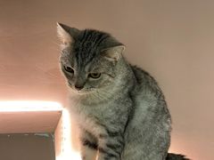 -猫儿山۰猫主题餐厅