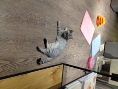 猫语时光咖啡书吧-小时光咖啡馆(开森度假森林店)