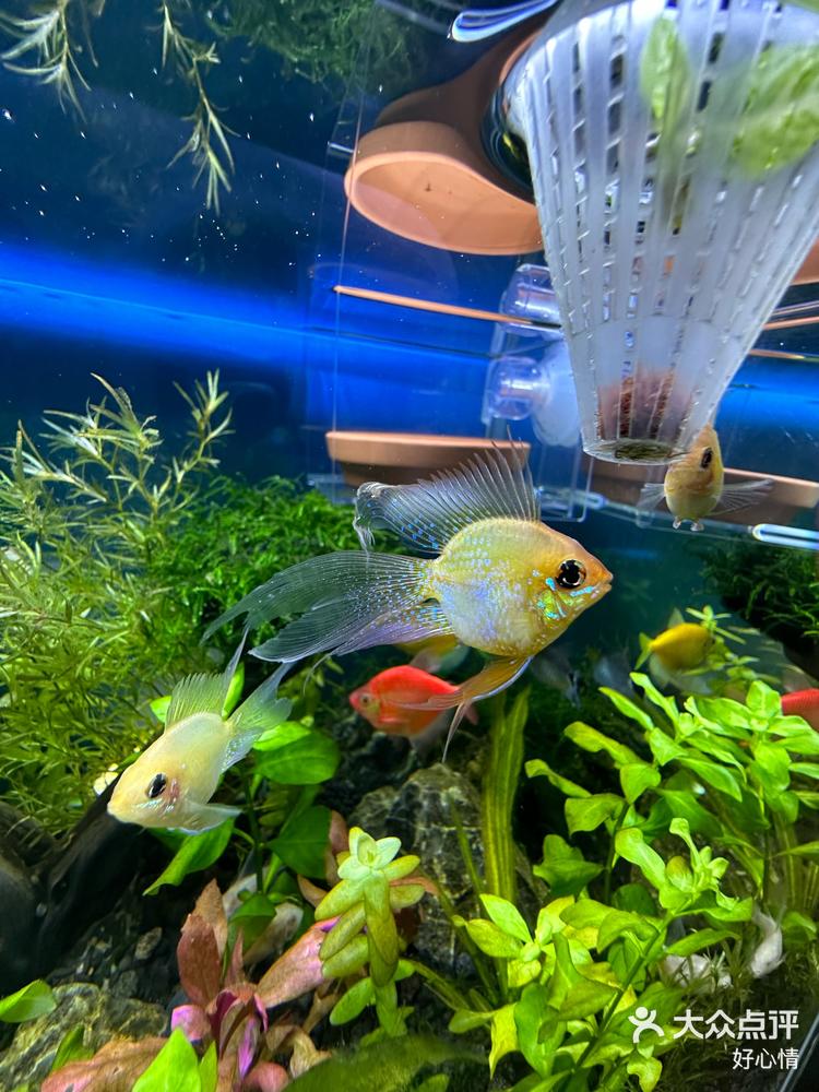 热带鱼喜欢养鱼水草