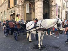 -圣母百花大教堂穹顶