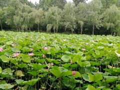 -日照海滨国家森林公园