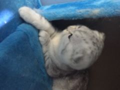 喵的天空-喵的天空名猫咖啡馆·撸猫·猫舍·用品