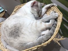 -藏猫猫咖啡主题馆(中央大道店)