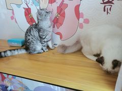 -Sweet cat·星愿猫咖(国贸大厦店)