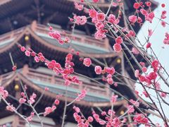 -洋湖国家湿地公园