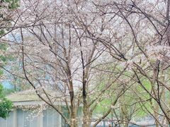 -西北湖绿化广场