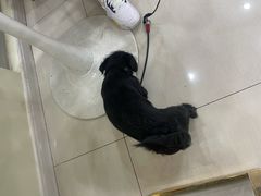 -天宠宠物医院24小时·急重症诊疗中心·全科·腔镜特色(和平分院)