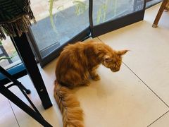 -平行世界·猫咖(首经贸店)