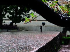 -武汉大学-樱园