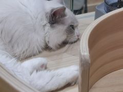 -屋虎猫馆(宝安大仟里店)