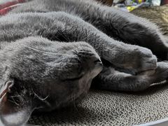 -喵屿·大理花园猫咖