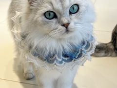 -怪兽屋·羊驼·猫咖·狗咖(俊华广场店)