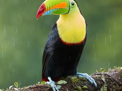 果茶橙子-咖法森林·咖啡  酒吧(天河店)