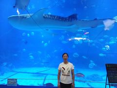 -烟台海昌鲸鲨海洋公园