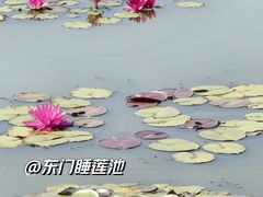 -莲花池公园