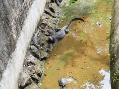 -西双版纳原始森林公园
