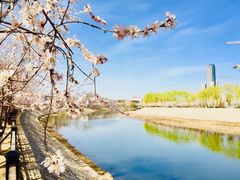 -桃花堤公园