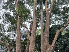 -中国科学院西双版纳热带植物园