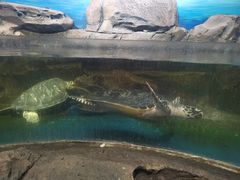 -沙沙哗啦海洋馆(华宇百花谷店)