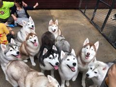 景观位-TrueLove @ Neverland (Husky Cafe)