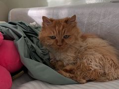 -中农大我爱我爱24h动物医院·中医针灸·猫专科·骨科医疗中心(双井店)