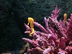 -暹罗海洋世界