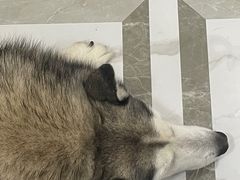 -星多哈·狗咖·拼豆·咖啡