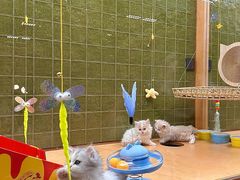 -帕帕拉兹宠物(亚洲旗舰店)