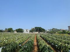 -硇洲岛旅游区