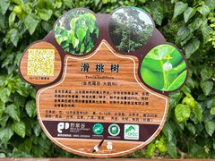 -野象谷景区
