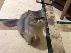 -猫色咖啡·猫咖