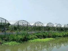 -马陆小张葡萄园农家乐