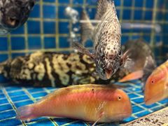 -飞尝蚝·顺德菜·鱼生(顺德总店)