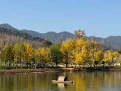 -千年银杏谷文化旅游区