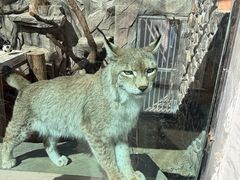 -青藏高原野生动物园