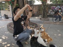 -柴犬高等学院·狗咖·柴犬售卖·宠物训练