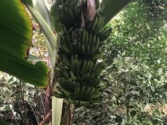 -呀路古热带植物园