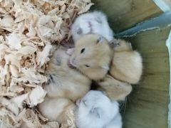 -昆明大悦城未来动物城(螺蛳湾中心店)