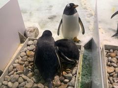 -大连圣亚海洋世界