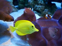 -暹罗海洋世界