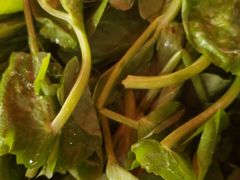 豌豆尖-小板凳(四公里店)