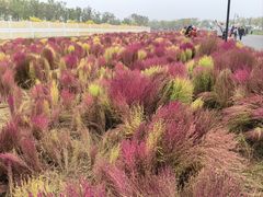 -天津东丽湖风景区